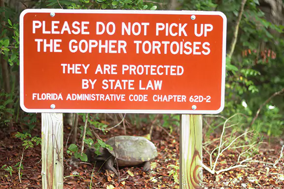 Florida Gopher Tortoise Laws - What Property Owners Need to Know