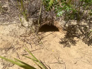 How to Determine if a Gopher Tortoise Hole Is Active