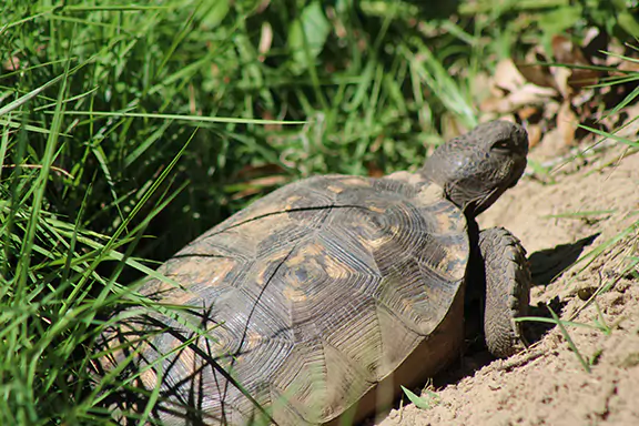 What Is a Gopher Tortoise Sanctuary
