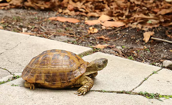 What to Do If You Encounter a Gopher Tortoise on Your Property
