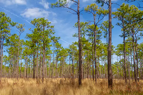 Where Gopher Tortoises Live - Longleaf pine forest
