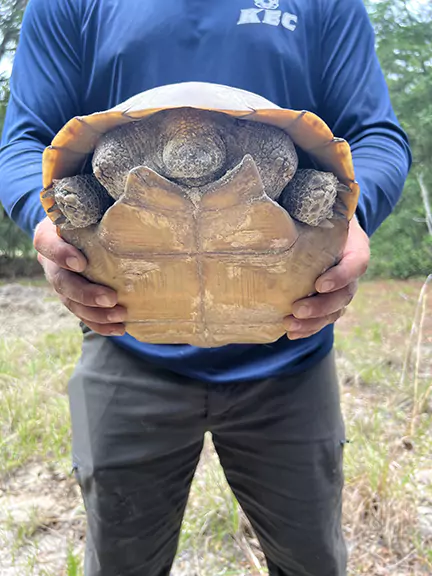 Female Gopher Tortoise - Plastron