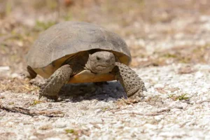How to Identify a Gopher Tortoise