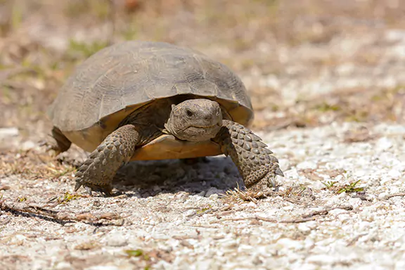 How to Identify a Gopher Tortoise