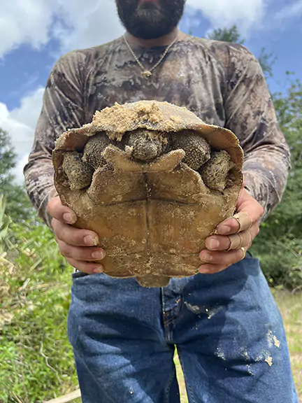 Male Gopher Tortoise - Plastron