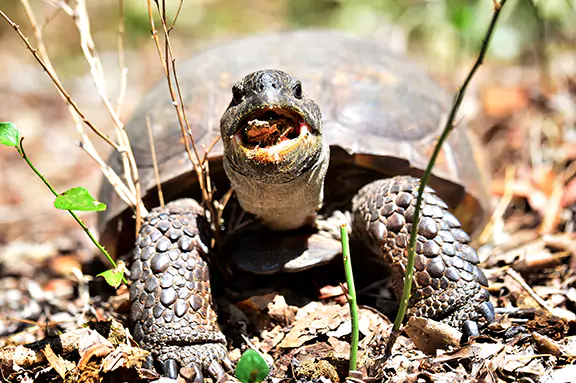 What Gopher Tortoises Eat