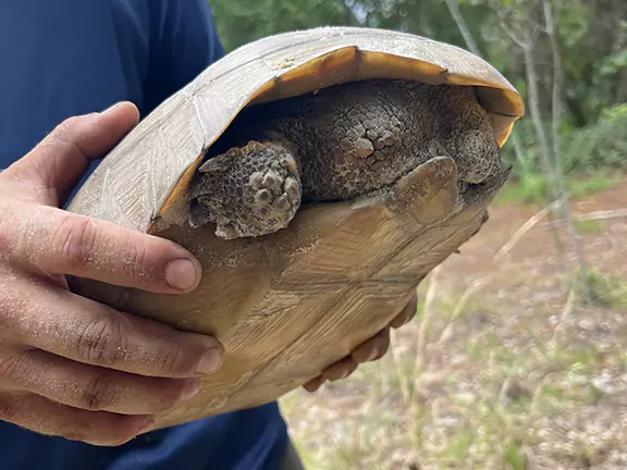 Female Gopher Tortoise - relocation in Summerfield FL