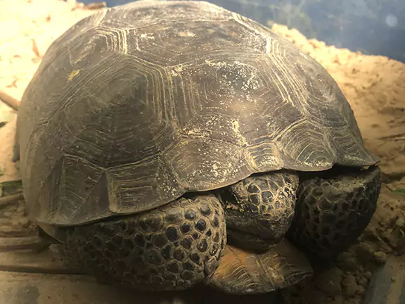 Gopher Tortoise Under the House